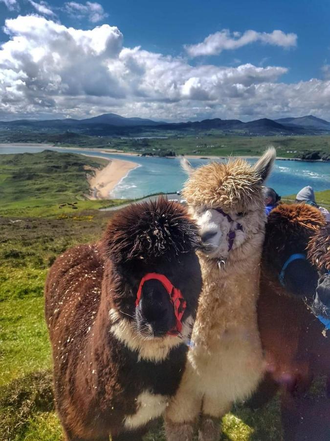 ホテル Biddy Ban'S Carnmalin エクステリア 写真